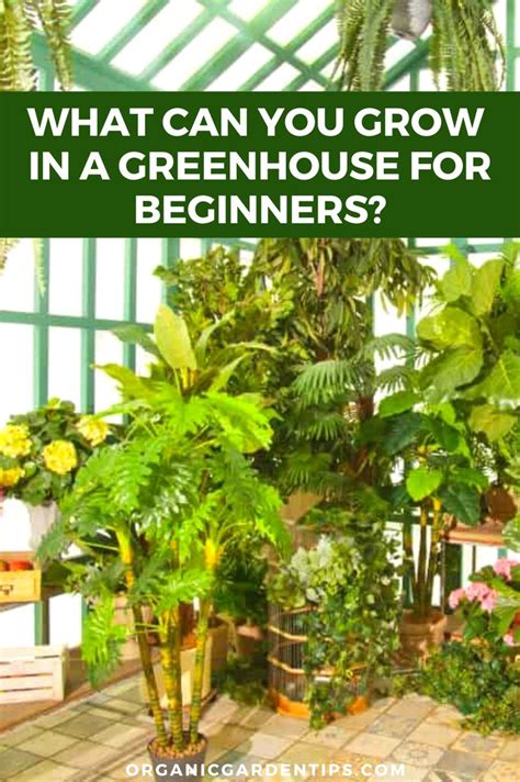 First, greenhouses are the perfect how to start a greenhouse with a prefabricated greenhouse kit. What Can You Grow In A Greenhouse For Beginners?#beginners ...
