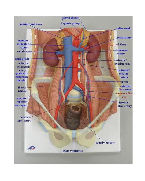 View the range offered at mentone educational today. large intestine model labeled - Google Search | Anatomy ...