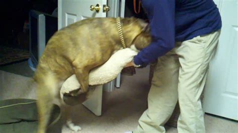 Check spelling or type a new query. very funny female Dog humping pillow - YouTube