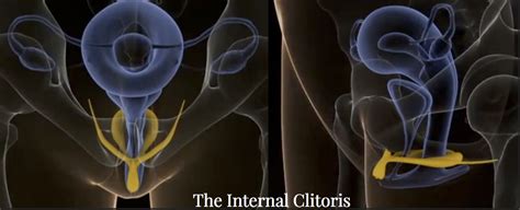 A form of sexual manipulation of the clitoris, either by oneself (masturbation) or by a partner. The Internal Clitoris - Center for Erotic Intelligence