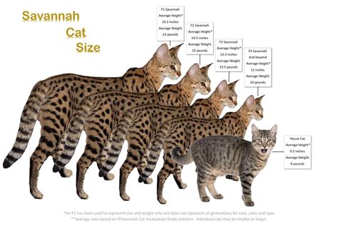 Hand raised & bottle feed baby cats and kittens. Savannah cat Size, owners want their Savannah cats to be ...