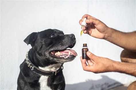How to make dog bad breath go away? Using Essential Oils To Freshen Dog's Breath - Guide | All ...