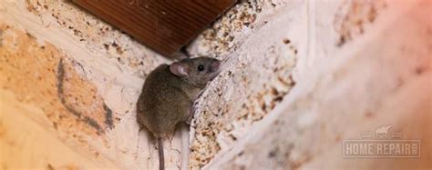 The only materials that defeat mice are glass, metal and concrete. How to Get Rid of Mice in ANY Ceiling | Home Repair - Home ...