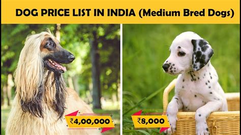 Indian spitz is perhaps one of cheapest dog breed in india. Dog Prices In India - Part 3 (Medium Breed Dogs) - YouTube
