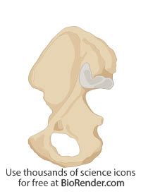 The cross section of this circular cylinder is a circle. BioRender | Humerus (anterior, cross-section)