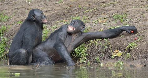 Jeden tag werden tausende neue. Bonobos paaren sich im Teich - Stockfotografie ...