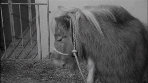 See a recent post on tumblr from @tanyal about bramwell. Bungalow stable for Noddy the horse - BBC Archive