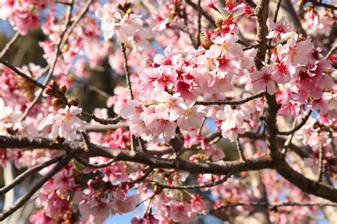 Please take a moment and read about the history of our farm. Cherry Blossom Festival in The Bay Area at Japantown - San