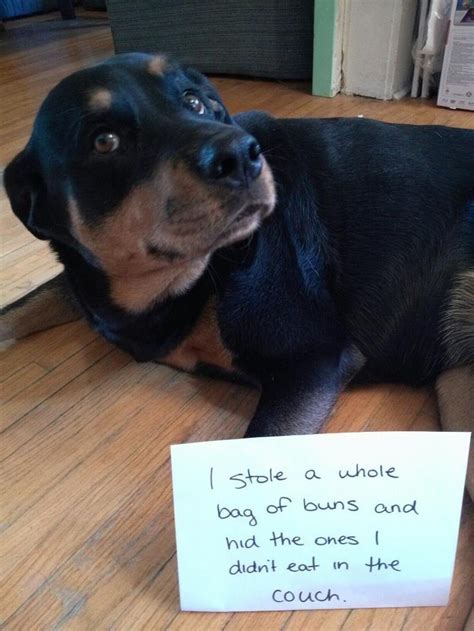 Stop your cat immediately when you catch it eating plastic. 30 Reasons Why Rottweilers Are The Most Dangerous Pets ...