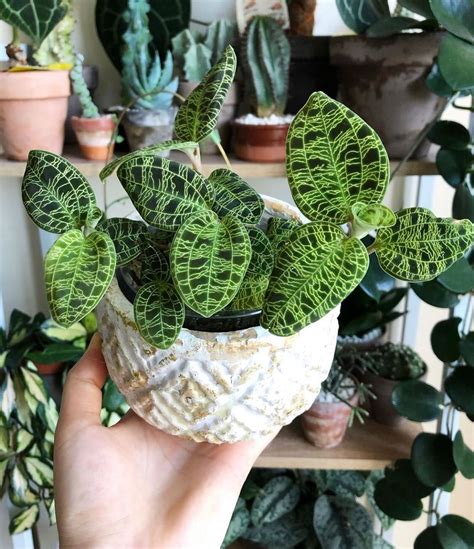 Cacti from desert areas, like the mammillaria and echinocactus, are plump and spiny while those that originally grew in jungle areas are flat or thin and spineless like the rhipsalis and schlumbergera. Do you have any good tips how to take care of beautiful # ...