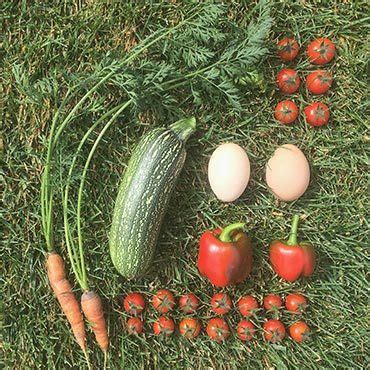 We did not find results for: Colorado Vegetable Garden | High Elevation Gardening Guide