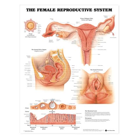 The female reproductive anatomy includes both external and internal structures. The Female Reproductive System Anatomical Chart | Female ...