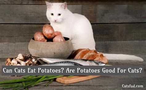 For instance, can cats eat potatoes (mashed) leftover from your thanksgiving meal? Can Cats Eat Potatoes? Are Potatoes Good For Cats? - Catsfud