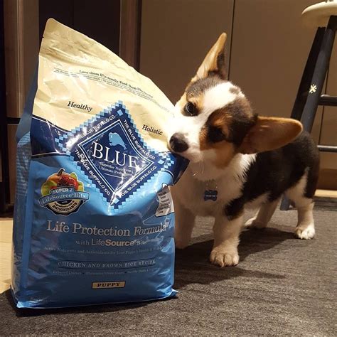 Plus, there's the one your puppy received from the breeder or animal shelter. Puppy Feeding Schedule: Everything You Need to Know | The ...