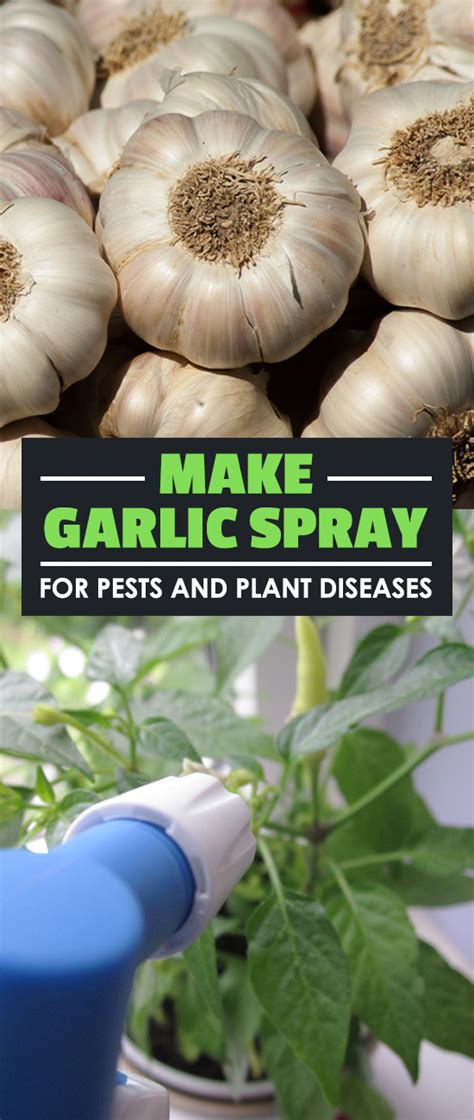 Similar to garlic spray, chile pepper spray is a great homemade natural insect repellent that can be used for a variety of different pests. Make Garlic Spray for Pests and Plant Diseases | Epic ...