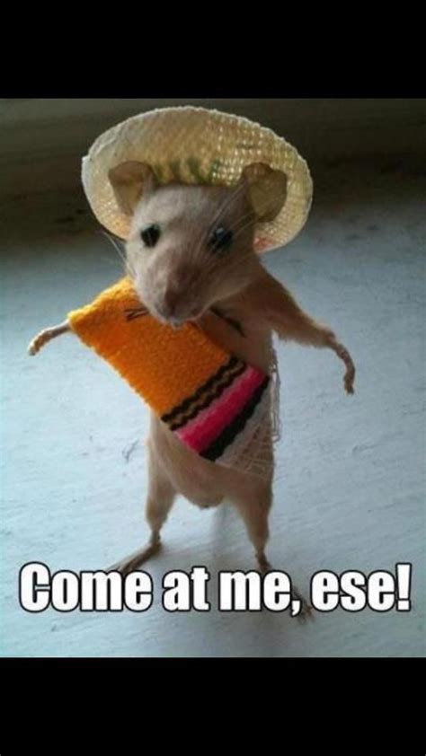 We like funny animals pictures with captions and there are many more to come. Pin by Patty Pipis on Board1 | Funny captions, Animal ...
