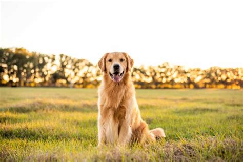 Il maltese è stato un cane da compagnia per circa 2000 anni, mantenendo il suo carattere giocoso ed il suo amore per la famiglia in cui cresce, bambini compresi. Quali sono le migliori razze di cani da guardia per la ...