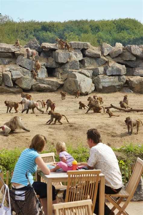 ✅ informatie over en aanbiedingen voor vakantiepark beekse bergen ✅ alles wat je wilt weten over dit park! Safaripark Beekse Bergen