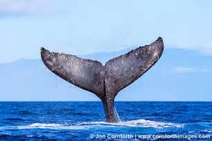 Plus i always love to try something new and unique which lead me to attempt making a whale tail with small driftwood pieces that i had previously collected. Lanai Humpback Whale Tail 3 Photo, Picture, Print ...