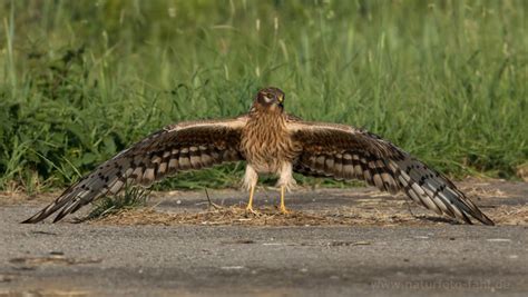 Einen habe ich noch gefunden, sie faszinieren mich immer mehr. Wiesenweihe - sehr seltener Brutvogel im Oderbruch ...