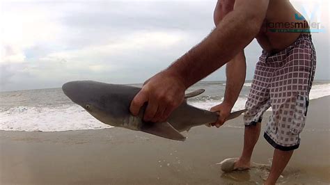 Download the fish|hunt app on apple or android smart phones or tablets to renew, purchase and store your licenses, access sunrise/sunset and feed times, locate boat ramps, check seas and tide stations. Caught a Shark Surf Fishing in Virginia Beach VA - YouTube