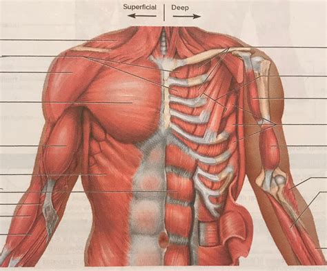 How to find area of shaded region involving polygons and circles, find the area of a circle with omitted inscribed triangle, find the area of a shaded example: Diagram Of Upper Chest Area - The Four Chest Areas Per Side Considered For Complete Lung ...