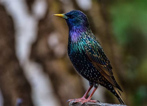 Hier könnt ihr eure singvögel bestimmen, die ihr bei euch im garten gesehen habt. Europas Singvögel .DSC_4590-2 Foto & Bild | tiere ...