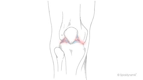 Sie können an praktisch allen strukturen des knies auftreten und dort schmerzen und schwellungen verursachen. Therapie Kniegelenk-Arthrose