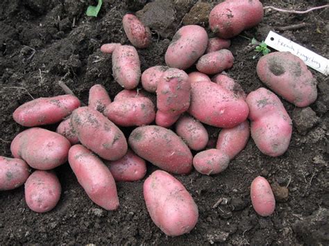 A very nice medium size vine that can produce up to 30 tubers per hill. Our Subsistence Pattern: Harvesting Potatoes