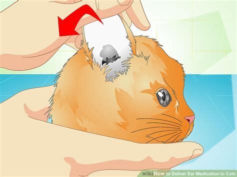 Most cats do not like having their ears cleaned. How to Deliver Ear Medication to Cats: 13 Steps (with ...