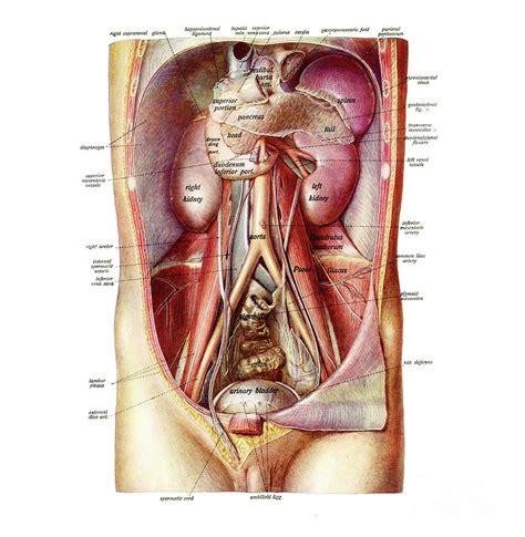 Its long axis passes downward and. Anatomy Of Abdomen Photograph by Microscape/science Photo ...