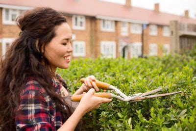 Newly planted privets can be trained by cutting back 3 inches for every foot of new growth. Privet Hedge Pruning - How To Prune A Privet Hedge Correctly