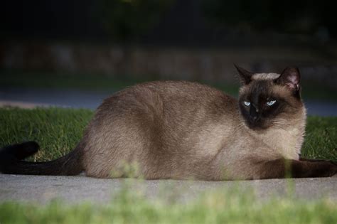 This gives them a somewhat silvery appearance. Siamese Cat | Cats and kittens, Siamese cats, Pets