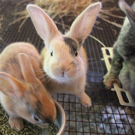 We did not find results for: Harlequin/New Zealand Red rabbit kits | Pocket Pause