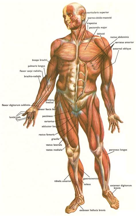 Front and back view of a human skeleton. Facts About Massage and the Human Body