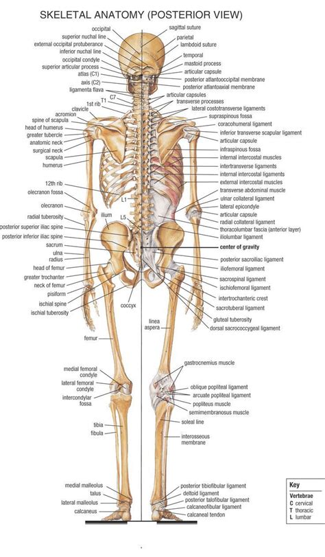 How many bones make up the back bone. Anatomy Bones Learning | Human body anatomy, Anatomy bones ...