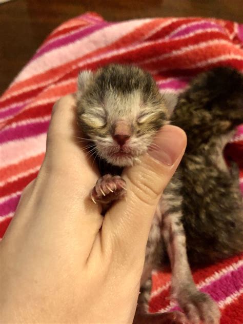 Aug 24, 2021 · after the umbilical cords fall off, bathe the pups as described above, but use dawn dishsoap instead of shampoo. Orphan Kitten Found On Porch With Umbilical Cord Still Attached - National Kitty