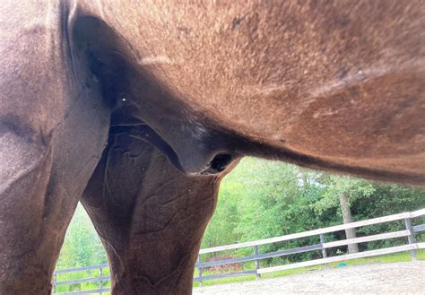 The signs that your horse needs his sheath cleaned include having i have been cleaning sheaths for 29 years now and it is a job that takes me all over the country — i was in the isle of wight recently. 8 Things to STOP Doing to Your Horse's Sheath — SOUTHERN ...