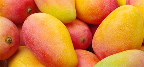 Mit der gründung von dpd wollte man den geschäftskunden einen unkomplizierten und sicheren paketdienst anbieten. Wann ist eine Mango reif zum essen? So wird's getestet!