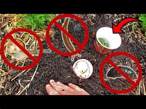 The pill bugs themselves can simply be vacuumed up, but so long as there's a hospitable space (especially in the autumn when these critters are looking for a. Stop Snails, Slugs & Pill Bugs In Their Tracks! Plant ...