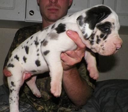 Playing king of the mountain. Great Dane Puppies for Sale in Myakka City, Florida ...