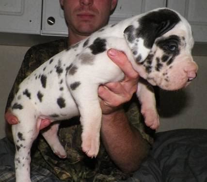 1 female and 5 males left they come out of a litter of 14. Great Dane Puppies for Sale in Myakka City, Florida ...