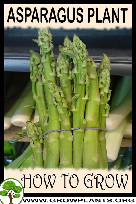 Chopped or cut asparagus spears are a nutritious addition to many meals. Asparagus plant - How to grow & care