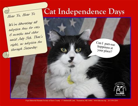 Covering dewsbury and surrounding areas. It's Cat Independence Days & we're Liberating Adoption ...