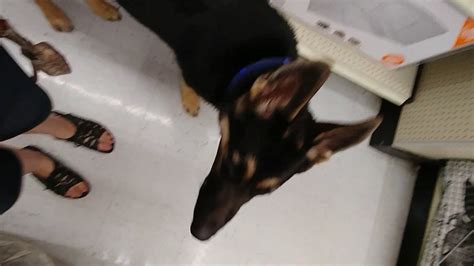 Never push your puppy into a situation he doesn't like, let him approach at his own pace or completely remove him if he shows anxiety and fear. German Shepherd Service Dog, Off lead/ anxiety alert ...
