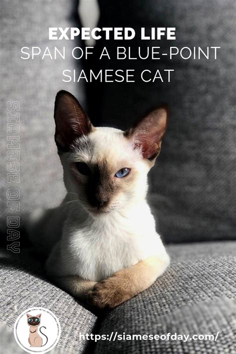 Siamese cat types generally consist of these 2 lines. Expected Life Span of a Blue-Point Siamese Cat | Blue ...