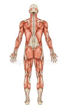 Muscular system anatomy, diagram & function | healthline muscles are the only tissue in the body that has the ability to contract and therefore move the other parts of the body. La posición anatomica es aquella que postura es erguida y ...