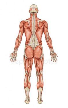 For antagonists you will need the two muscles which are antagonistic, for synergists the La posición anatomica es aquella que postura es erguida y ...