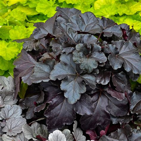 Buy primo® black pearl coral bells online. Heuchera Primo™ 'Black Pearl' (With images) | Coral bells ...