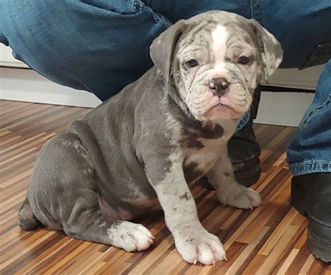 Black tri female, chocolate tri male. Carrera - Dino-mite Blue Merle Olde English Bulldogge for ...